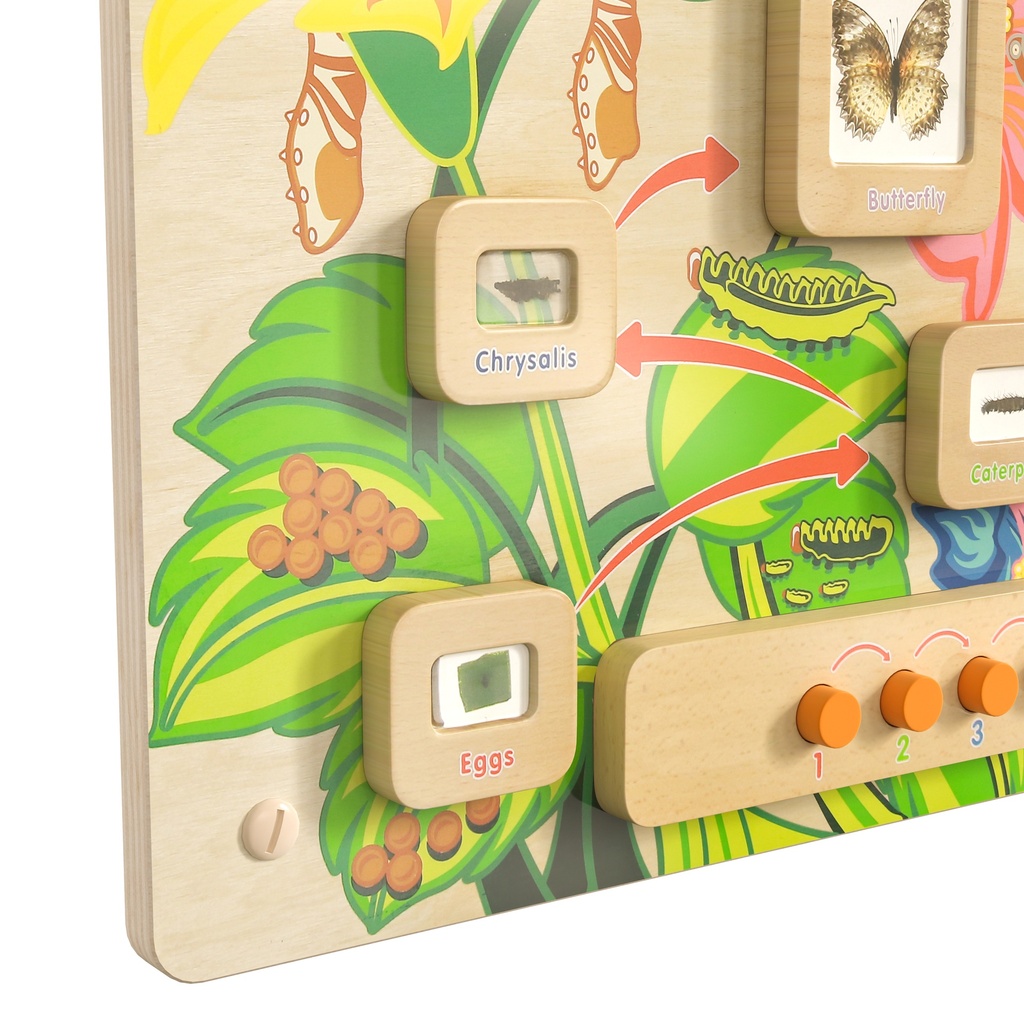 Butterfly Life Cycle Activity Board Accessory Panel