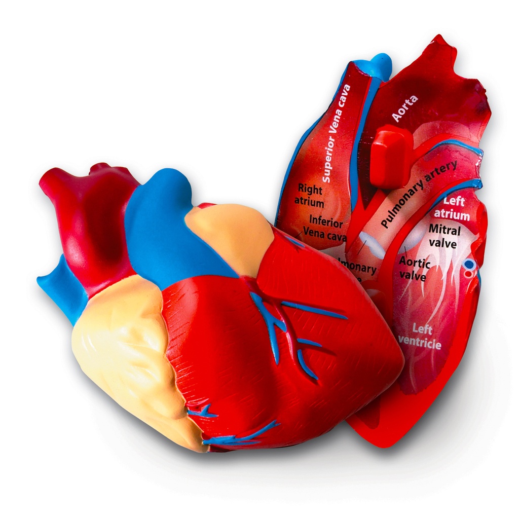 Soft Foam Cross-Section Human Heart Model