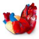 Soft Foam Cross-Section Human Heart Model