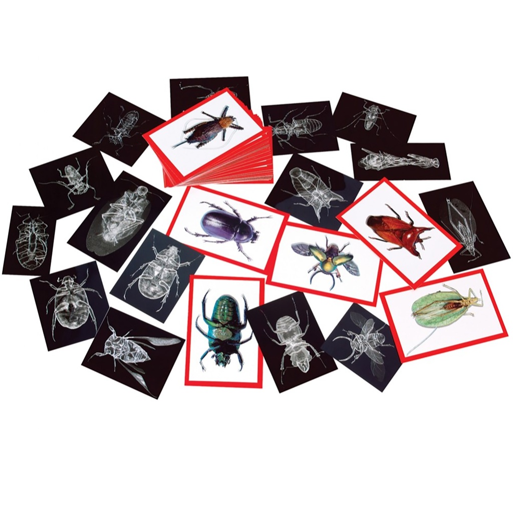 Insect X-rays and Picture Cards Pack of 36