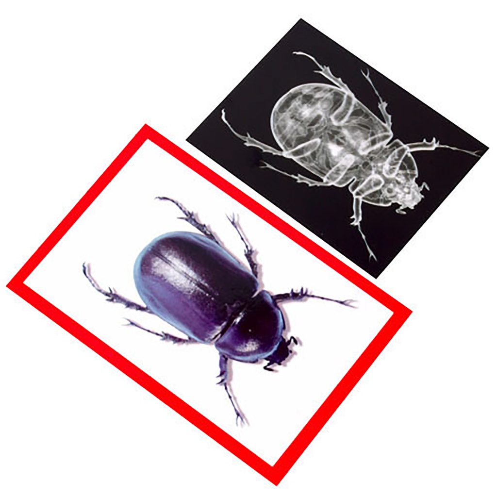 Insect X-rays and Picture Cards Pack of 36