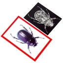 Insect X-rays and Picture Cards Pack of 36