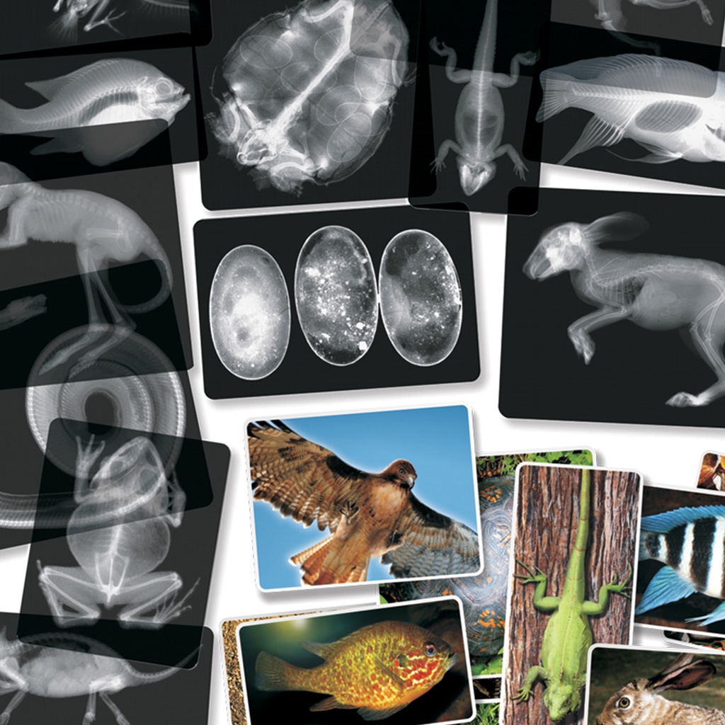 Animal X-Ray Set of 14