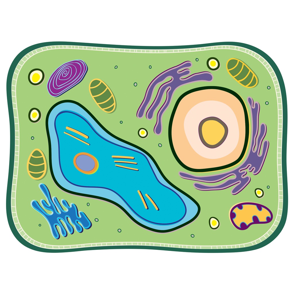 See-Through Plant Cell Builder