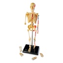 Human Skeleton Model 41 Pieces