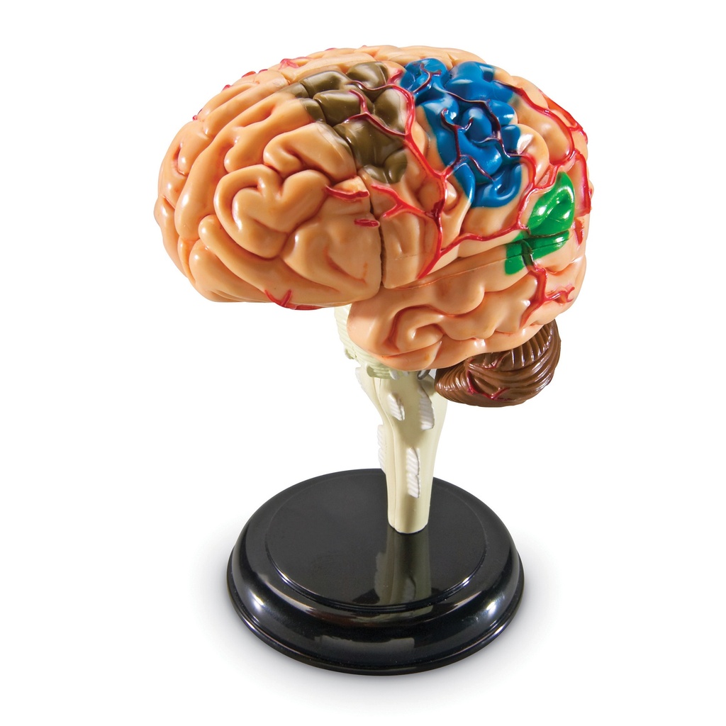 Brain Anatomy Model 31 Pieces