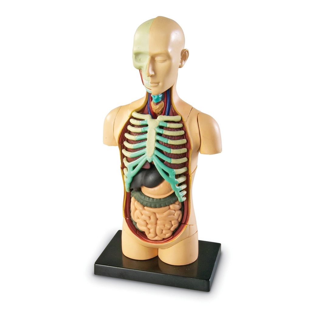 Human Body Anatomy Model 31 Pieces