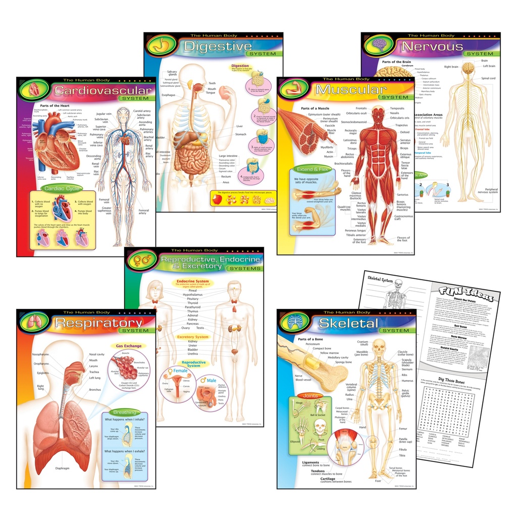 The Human Body Learning Charts Combo Pack of 7