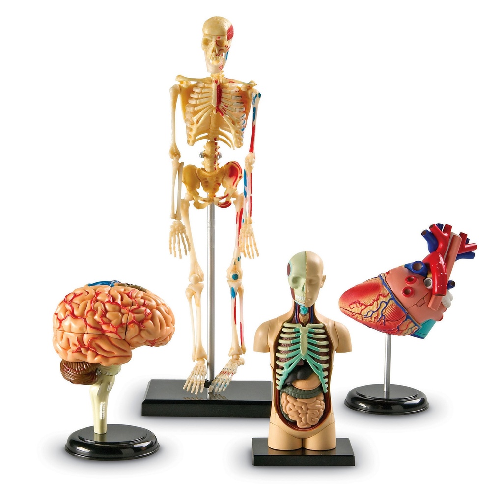 Anatomy Models Set