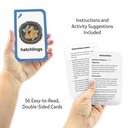 Go Fish: Life Cycles Flash Cards