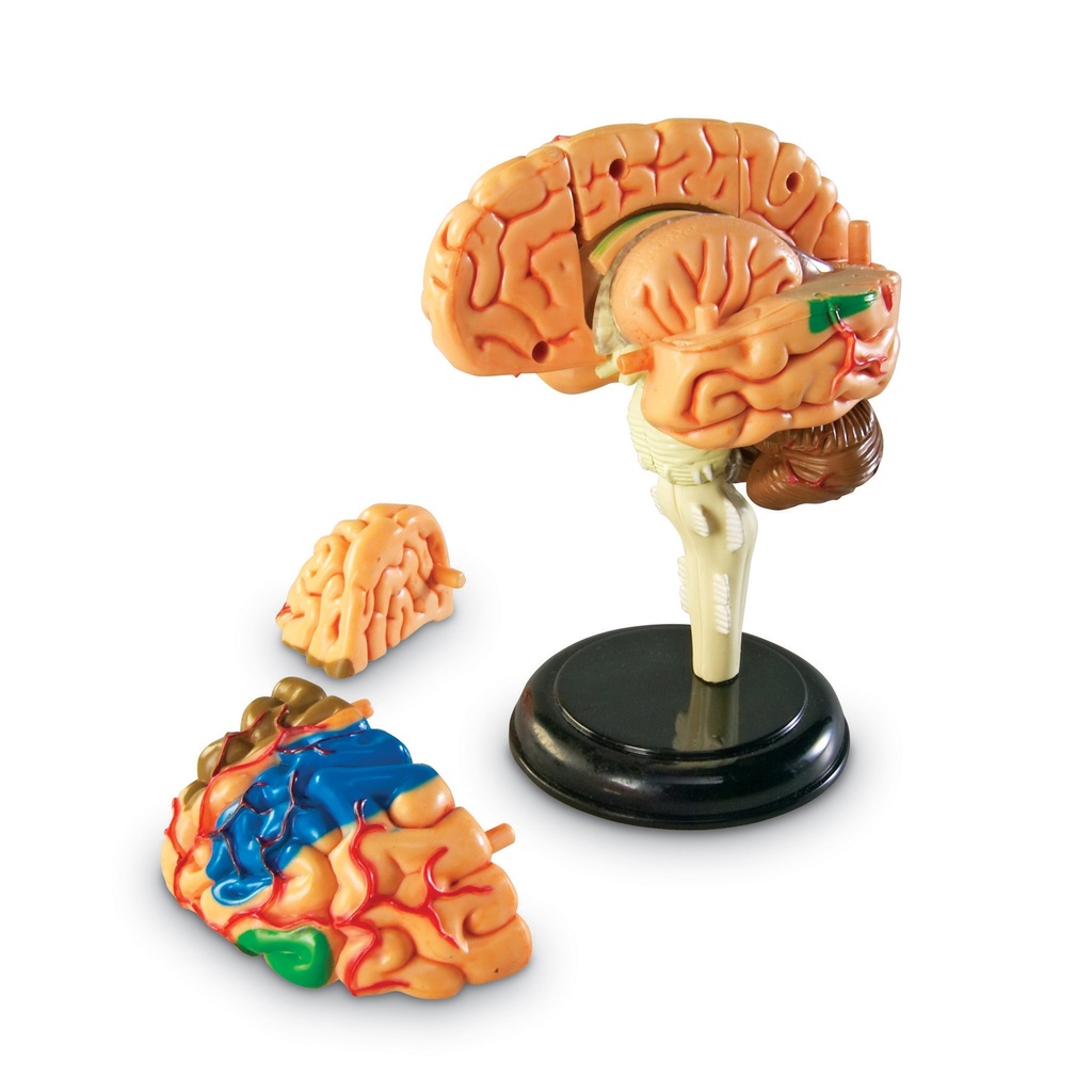 Brain Anatomy Model 31 Pieces