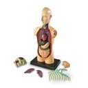 Human Body Anatomy Model 31 Pieces