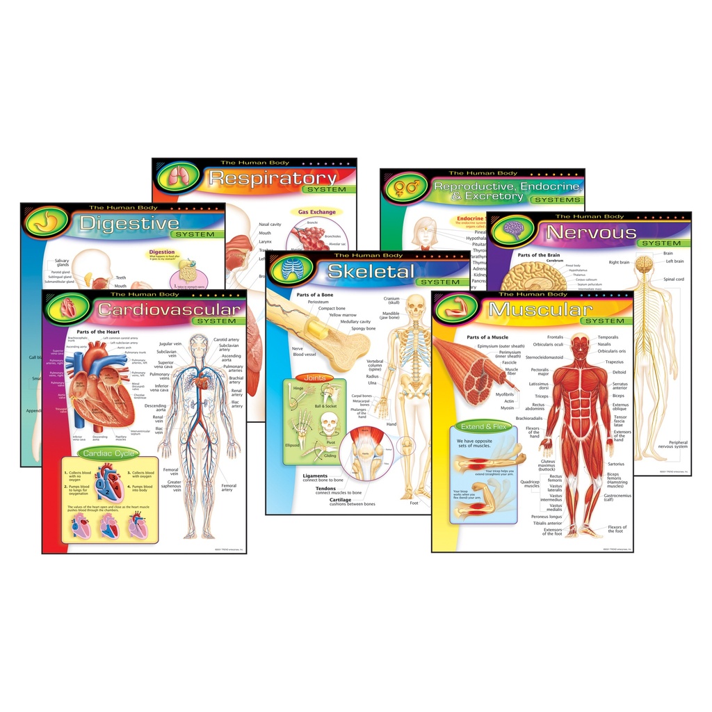 The Human Body Learning Charts Combo Pack of 7