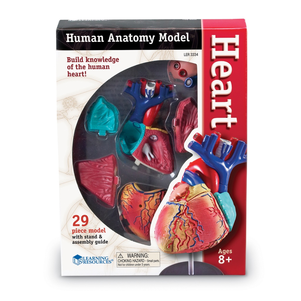 Heart Anatomy Model