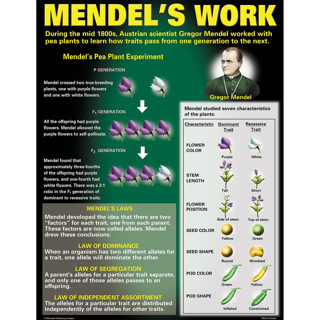 DNA & Heredity Posters Set of 4