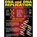 DNA & Heredity Posters Set of 4