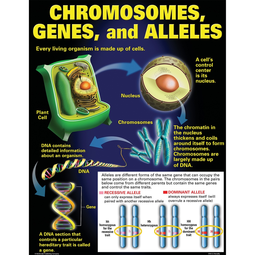 DNA & Heredity Posters Set of 4