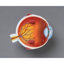 Soft Foam Cross-Section Eye Model