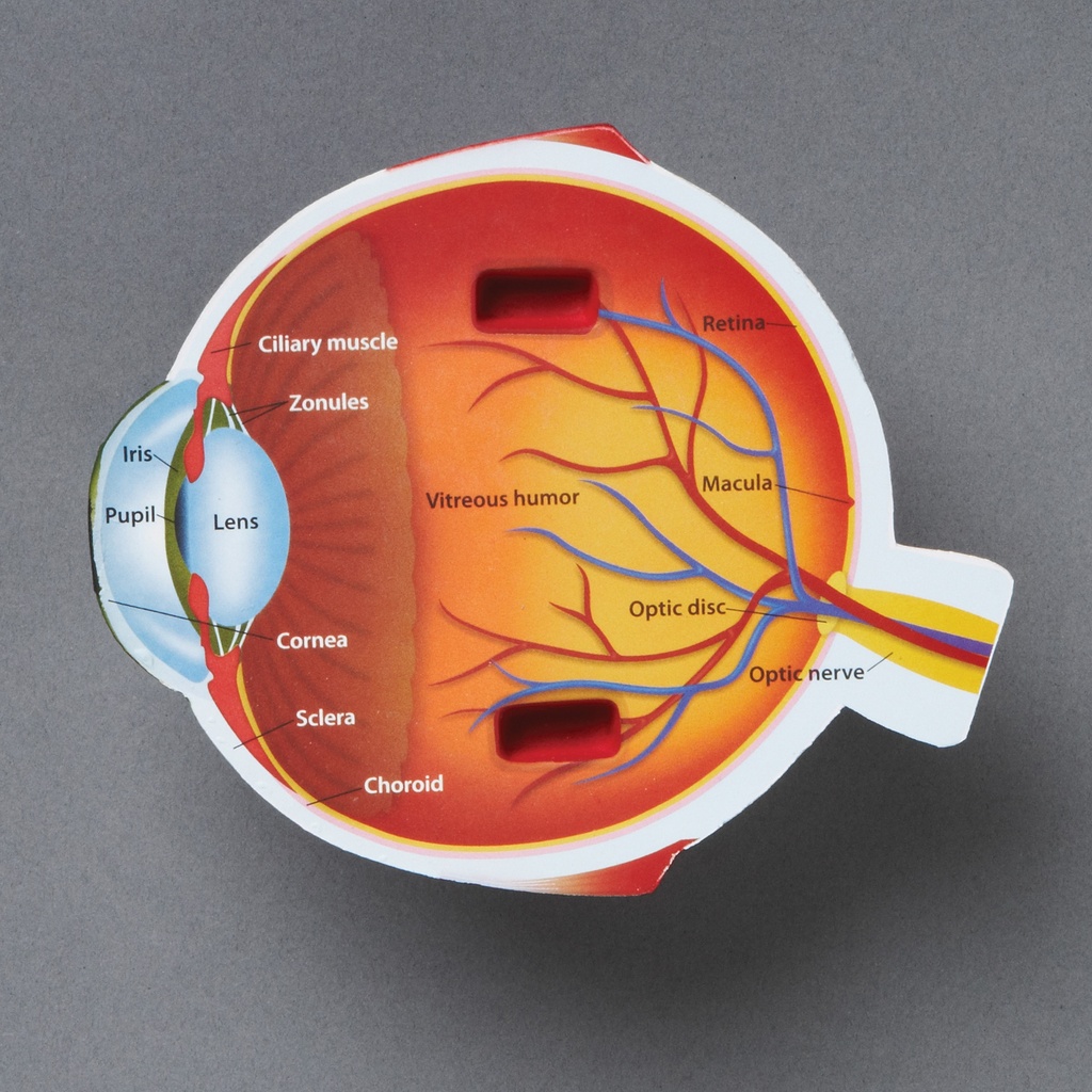 Soft Foam Cross-Section Eye Model