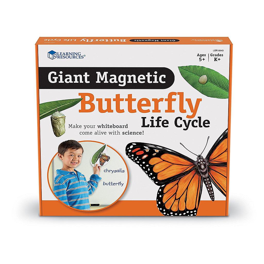 Giant Magnetic Butterfly Life Cycle