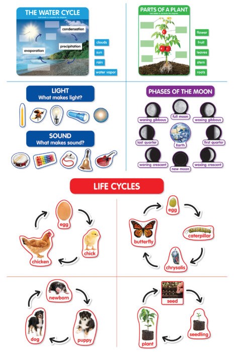 Early Science Concepts Bulletin Board Set