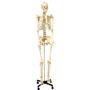 Life Size Human Skeleton Model with Key, Rod Mount