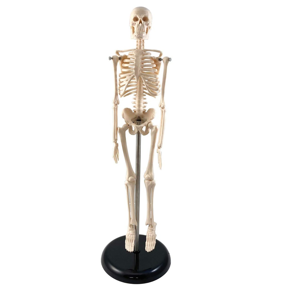 17" Human Skeleton Model with Key