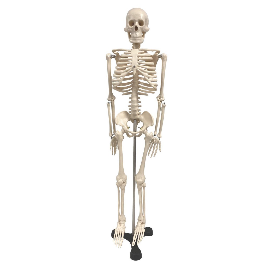  34" Human Skeleton Model with Key