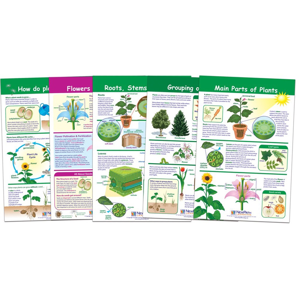 All About Plants Bulletin Board Charts Set of 5