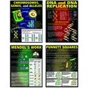 DNA & Heredity Posters Set of 4