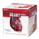 Soft Foam Cross-Section Human Heart Model