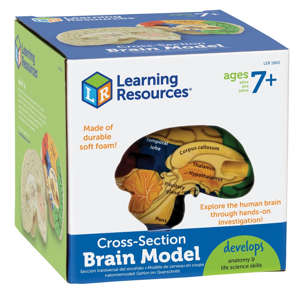 Soft Foam Cross-Section Human Brain Model