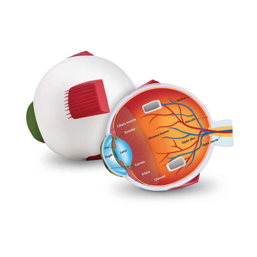 Soft Foam Cross-Section Eye Model