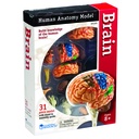 Brain Anatomy Model 31 Pieces