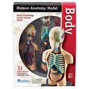 Human Body Anatomy Model 31 Pieces