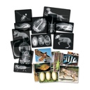 Animal X-Ray Set of 14