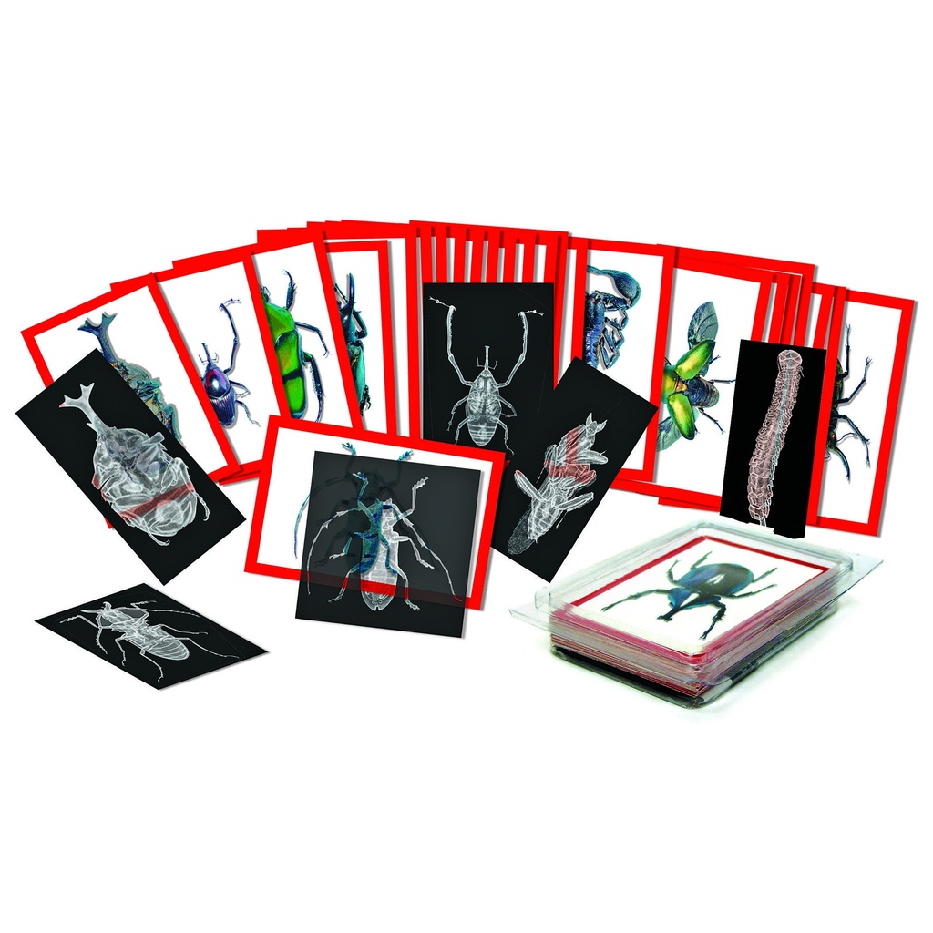 Insect X-rays and Picture Cards Pack of 36