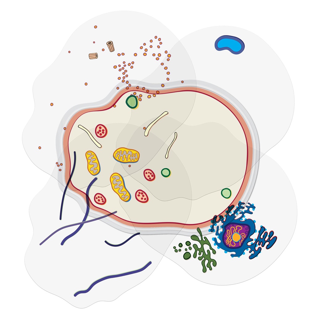 See-Through Animal Cell Builder