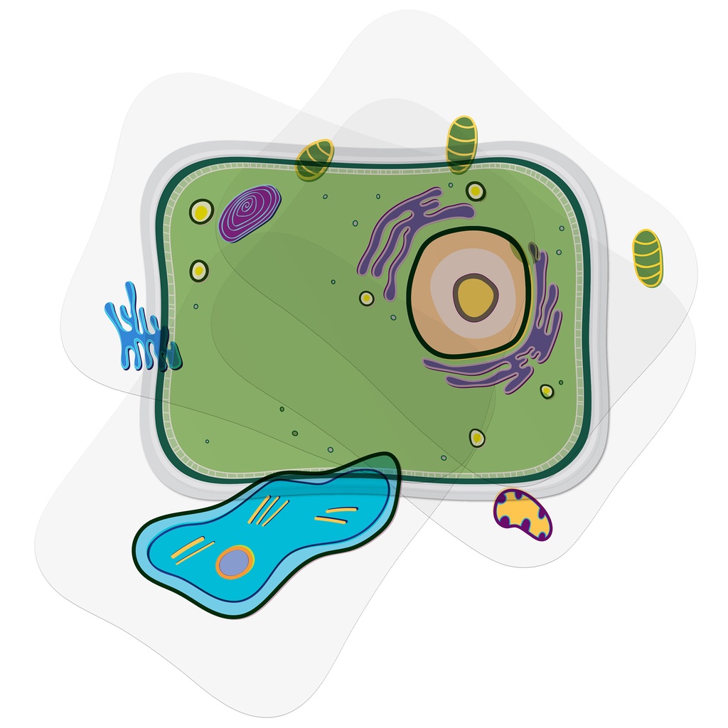 See-Through Plant Cell Builder