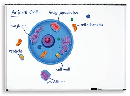 Giant Magnetic Animal Cell