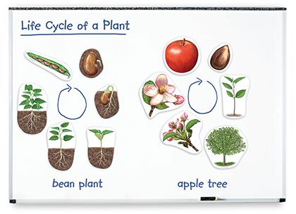 Giant Magnetic Plant Life Cycle