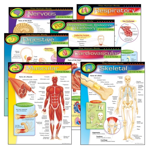 [38913 T] The Human Body Learning Charts Combo Pack of 7