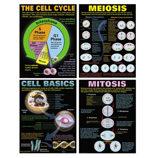 [P127 TCR] Cells Posters Set of 4