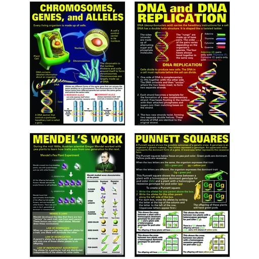 [P128 TCR] DNA & Heredity Posters Set of 4