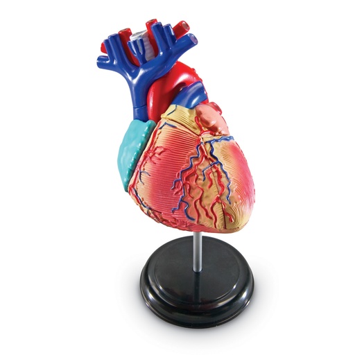 [3334 LER] Heart Anatomy Model