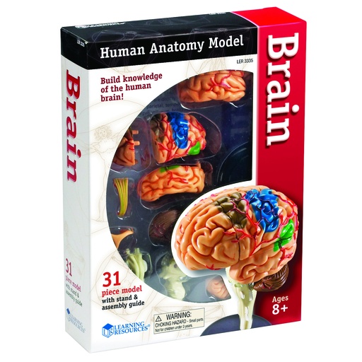 [3335 LER] Brain Anatomy Model 31 Pieces