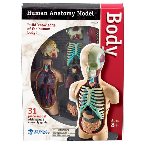 [3336 LER] Human Body Anatomy Model 31 Pieces