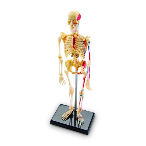 [3337 LER] Human Skeleton Model 41 Pieces