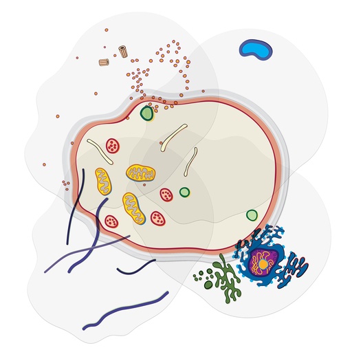 [59280 R] See-Through Animal Cell Builder